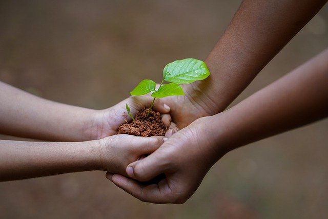 holding a seedling